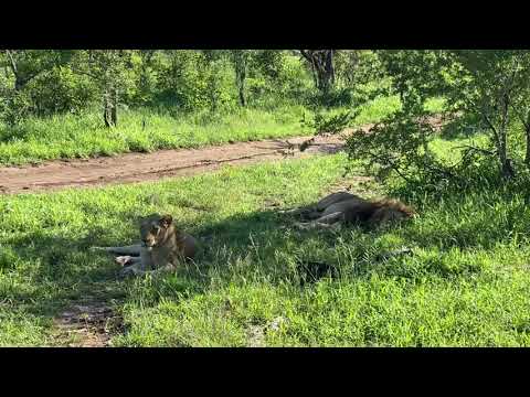 Pride of Lions video longer version