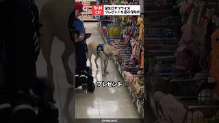 介助犬の誕生日に主人がサプライズプレゼント