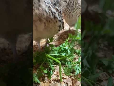 In the quail house and it’s treat time #quail #shorts