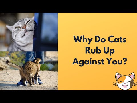 Why Do Cats Rub Up Against You? Cat Things