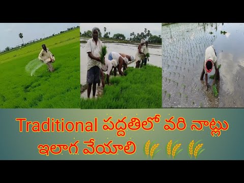 Traditional method of rice planting | Rice planting by hand | Manual paddy plantation