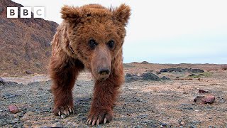 Rare sighting of the world's loneliest bear | Asia - BBC