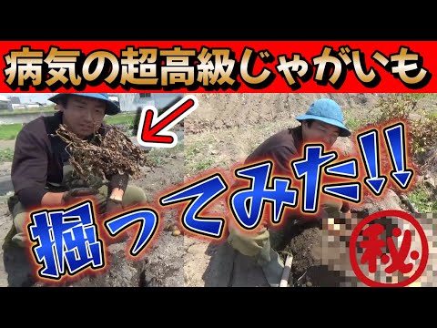 【家庭菜園】病気で放置して枯れ果てたインカのめざめを収穫したら○○だった件。【農業初心者】【農業】【園芸】【じゃがいも】