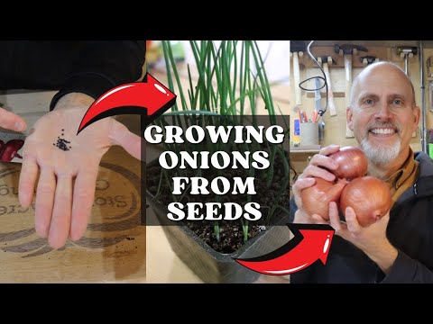 How to Start Onion Seeds Indoors 🌱🧅👨🏻‍🌾