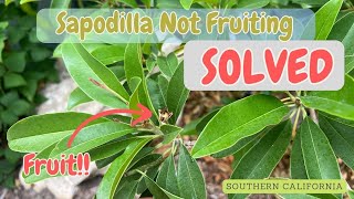 Sapodilla not fruiting SOLVED - I now have fruits!!