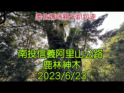 南投信義阿里山公路 鹿林神木 2023/6/23-02