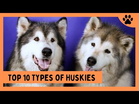 TOP 10 Types of Huskies