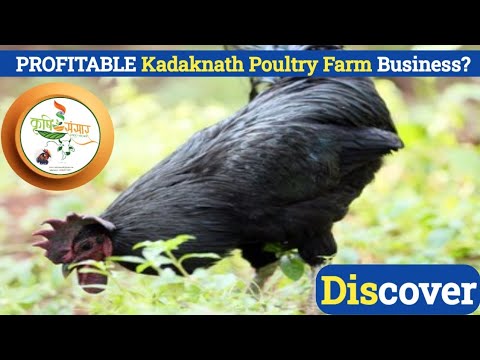 Discover the PROFITABLE Kadaknath Poultry Farm Business?