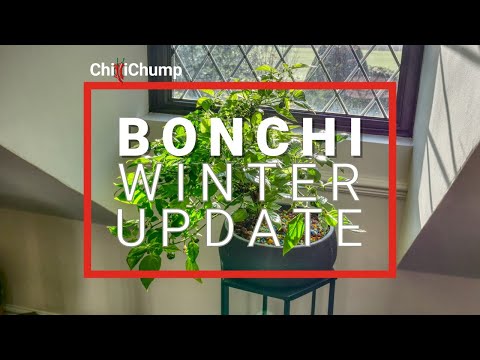 Bonchi Winter Update 2022