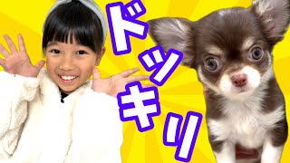 【ドッキリ】帰宅したらお家に可愛い赤ちゃんチワワがいた！　みんなはどんな反応をする？【まりちゃんいずちゃんチャンネル】