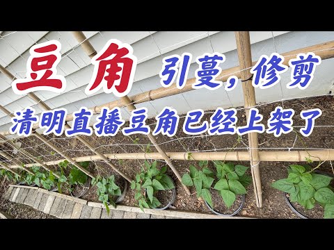 豆角种植：引蔓,修剪. #豆角家庭有机种植