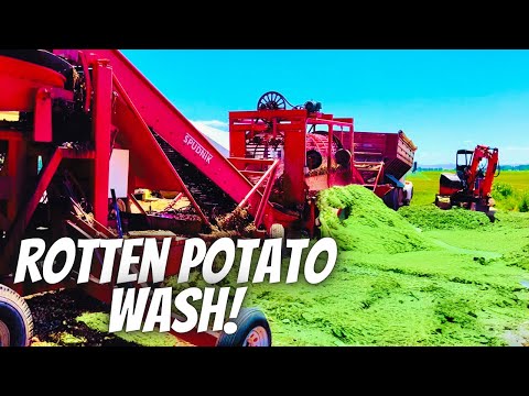 A day in the life of a potato farmer! Finally done washing rotten potatoes!