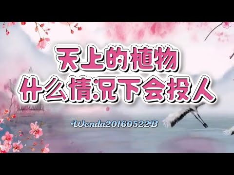 天上的植物什么情况下会投人玄艺问答Wenda20160522B 43:26 【心灵法门】观世音菩萨、卢台长