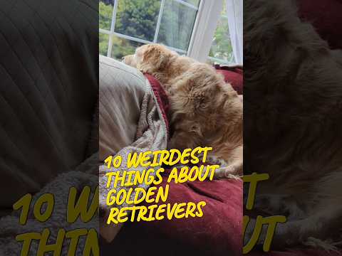 Ten weirdest things about Golden Retrievers ❤ #dogs #goldenretriever #funny