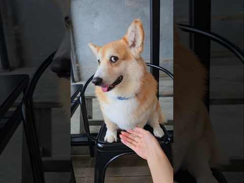 มะ หมา 4 ขา | Give me hand please 🫣❤️ #corgi #thailand #doggie