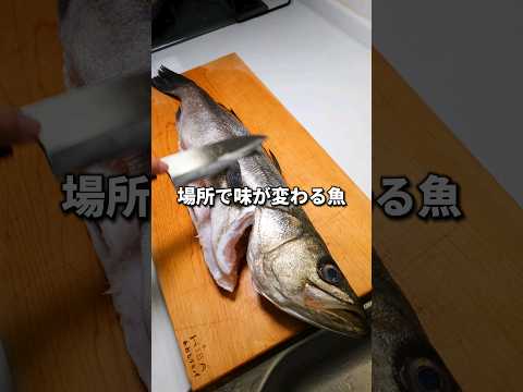 スズキってとれる場所でそんな味が変わりますか？　#シーバス #釣り