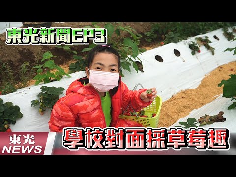 新竹縣關西鎮東光國小—東光新聞EP3【全校採草莓趣  結合在地農業發展課程】