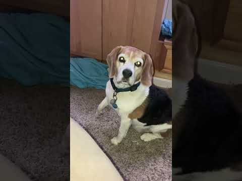 Charlie the Dog after his Shower…..All Clean #happypets #mydog #lovelypets #mypet #doglover