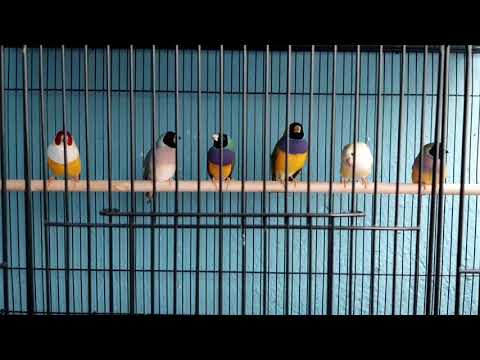 I let the birds rest a little...(all my finches in this video)