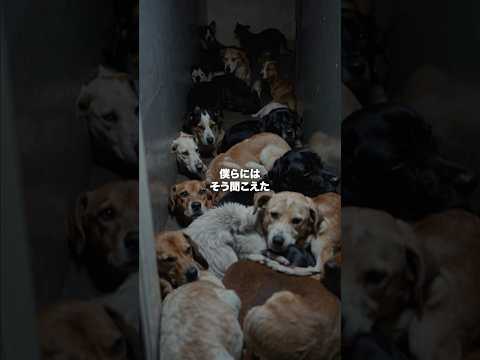 殺処分されていた日 #犬 #保護犬 #ピースワンコ