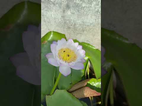 ഇന്ന് വിരിഞ്ഞ താമരപൂക്കൾ #malayalam #trending #youtubeshorts #gardening #youtube