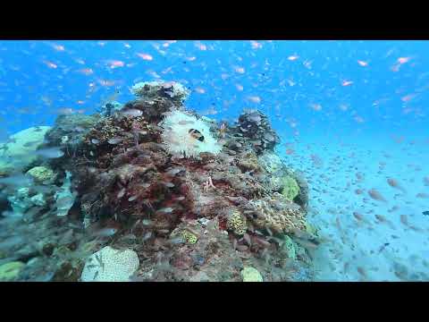 【ダイビング】海中水族館〜奄美大島編〜