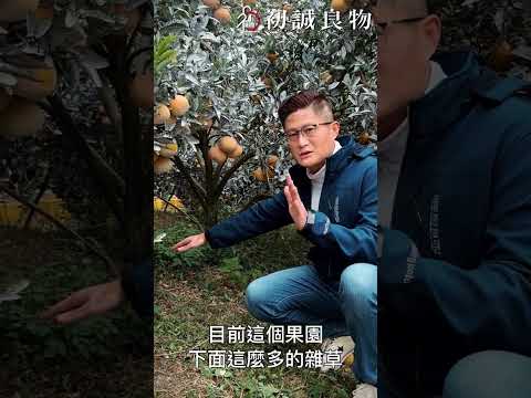 初戀的滋味原來是這樣來的！！ #雲林茂谷柑小知識 part 1