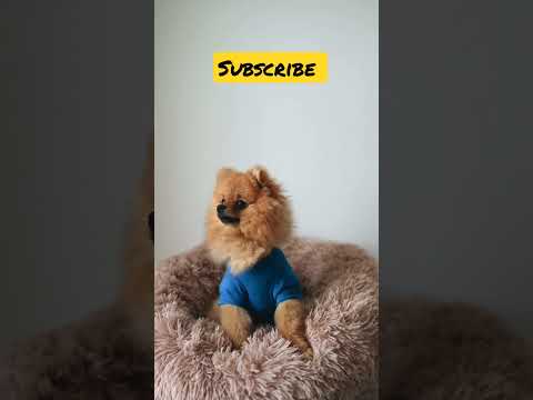 Dog short video #shorts #dog #puppy #viral