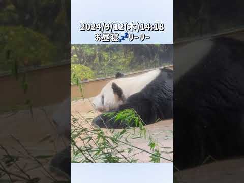 【2024/9/12(木)お昼寝💤リーリー＆シンシン🐼】〜上野動物園〜