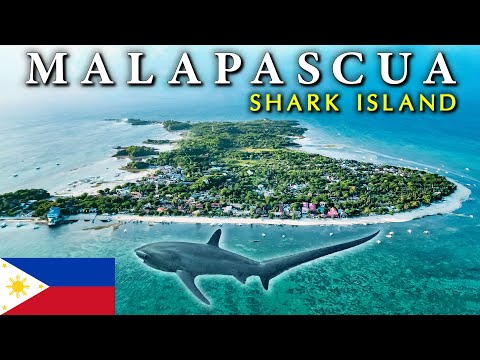 Malapascua - Tiny ISLAND OF SHARKS (usually harmless 🤓) 🇵🇭 Philippines Paradise Discovery Vlog