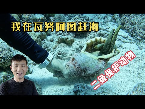 《瓦努阿图》第10集：赶海看到1米长的大砗磲，重点是还有美人鱼！#旅行 #旅行攻略 #环球旅行 #瓦努阿图 #赶海 #潜水