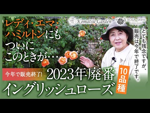 【バラの品種紹介】今年で廃番イングリッシュローズ 2023