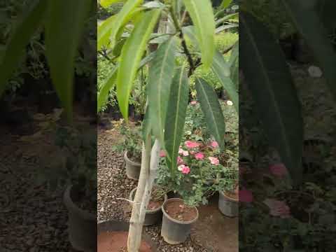 మా ఇంటికి దగ్గరలో ఉన్న నర్సరీ #nursery #garden #vijayawada #youtubeshorts #shorts #plants #trending