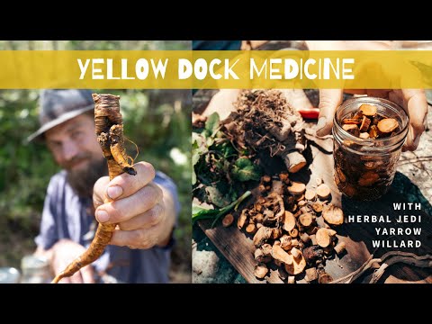 Yellow Dock Medicine (Rumex crispus)