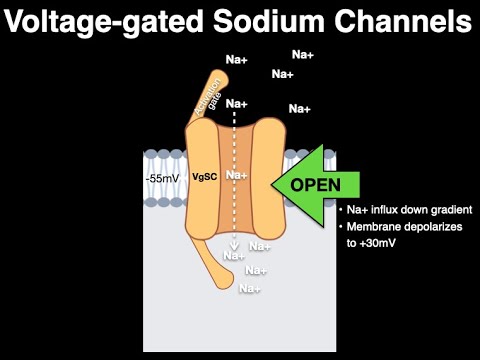 Voltage gated Na channels