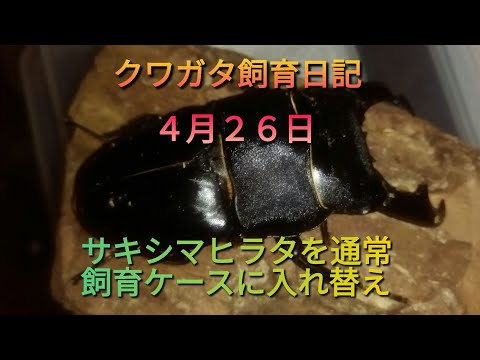 【クワガタ飼育日記】４月２６日：羽化したサキシマヒラタクワガタを通常飼育ケースに移し替えますだよ(°∀°)