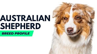 Australian Shepherd Breed History |Australian Shepherd Dog Price #AnimalPlatoon