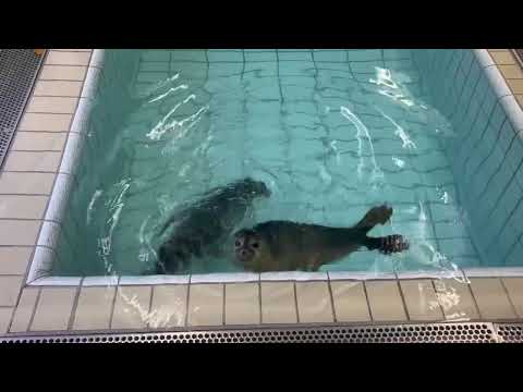 Johnny Jackfruit and Kuromame (formerly Lychee) in their new pool