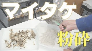 【舞茸粉末】卓上粉砕機でマイタケをパウダー加工（ハイスピードミル）