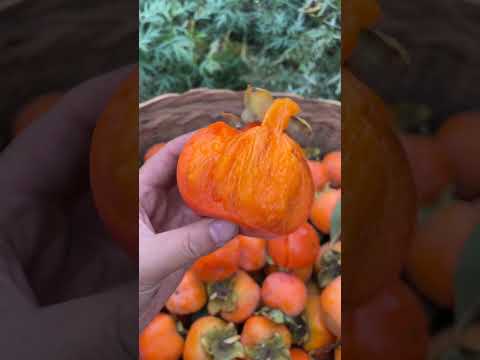 The Taste of Autumn: Persimmons Are Ripe!