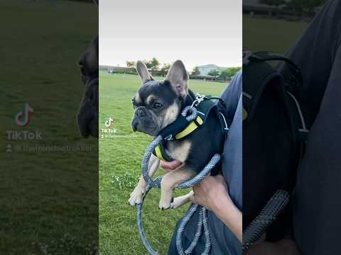 French Bulldog Puppy Built as an Athlete | Max and Bo #Shorts #Dog