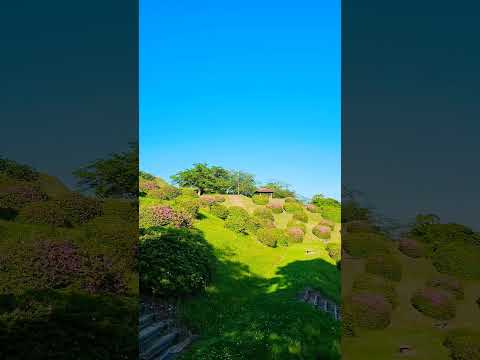 【癒し動画】熊本県山鹿市　一本松公園　#松山千春　#shorts