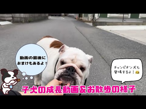 【ブルドッグ】🐶ブルちゃんとフレブルちゃんのお散歩🐾の様子＆先日産まれた子犬ちゃん🍼の成長動画お見せします！