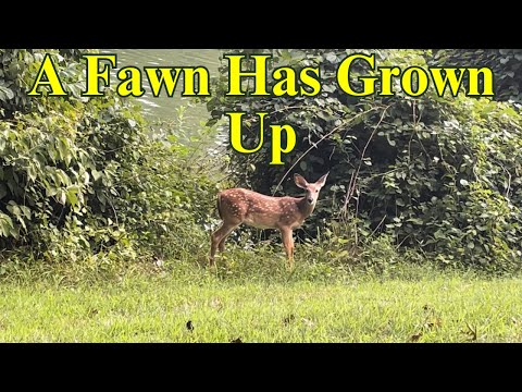 A fawn has grown up and forages alone by a lake | Horizons_視野 | deer | wildlife