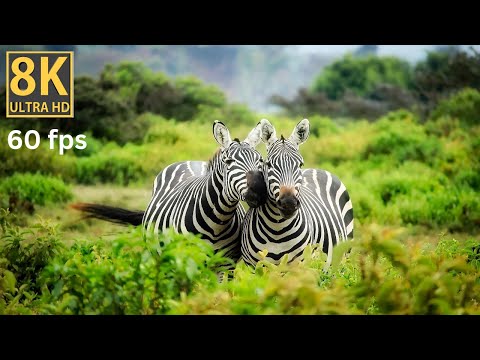 Stripes in 8K - Zebra Tales from the African Savanna