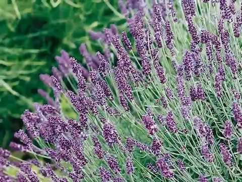 Get to Know English Lavender - Sun-Loving Plants