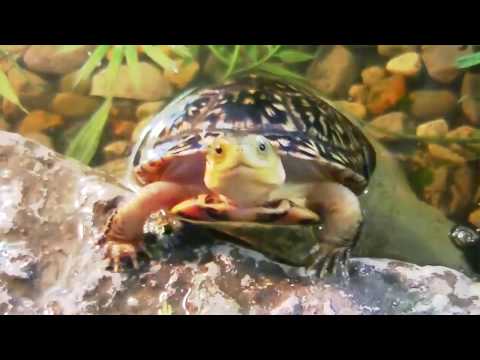 Sea Turtles Documentary HD - Cool turtle