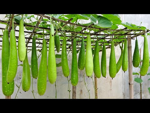 Tips for growing gourds in plastic cans, easy to grow, no need for a garden