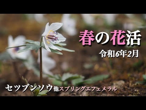 【春の山野草】 2月 春の花活 セツブンソウなどスプリングエフェメラル 栃木県 花之江の郷＆御嶽山神社