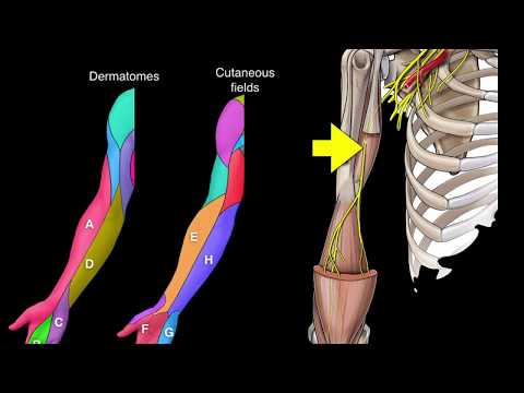 Dermatomes and Cutaneous fields